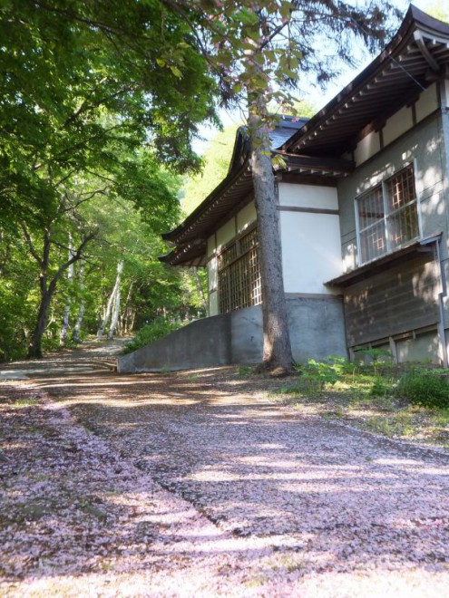 本堂前の桜道