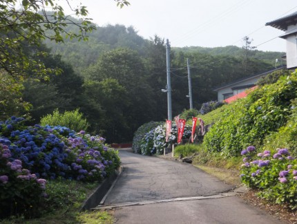 参道と紫陽花４