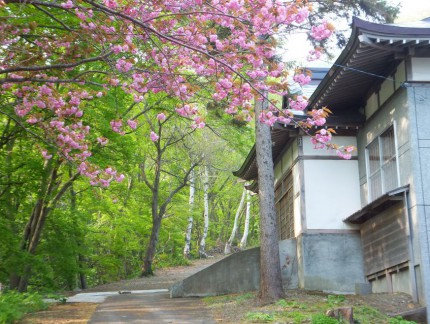 春の参道と桜１