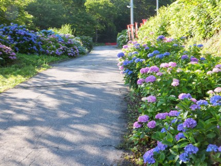 参道と紫陽花１