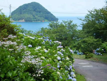 参道と紫陽花３