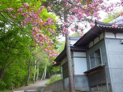 春の参道と桜３