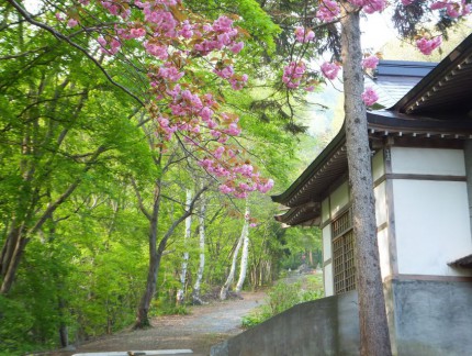 春の参道と桜２