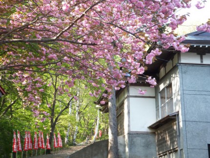 春の参道と桜４